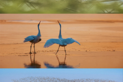 “鸟浪”来了！东营文旅给您的贴心攻略