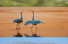 “鸟浪”来了！东营文旅给您的贴心攻略