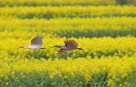 2024最美油菜花海汉中市旅游文化节将在洋县举办